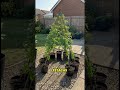 El Truco de Jardinería al Revés que Hace Crecer Mejores Tomates 🍅😱
