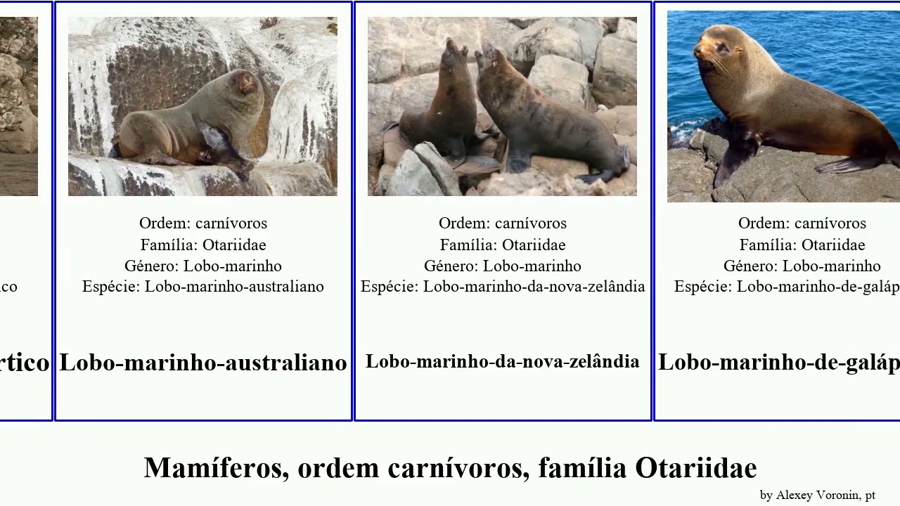Mamíferos, ordem carnívoros, família Otariidae mammal japonicus californianus townsendi Zalophus