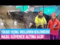 Yüksek Verimli İneklerinin Beslenmesini Nasıl Güvence Altına Aldı ?