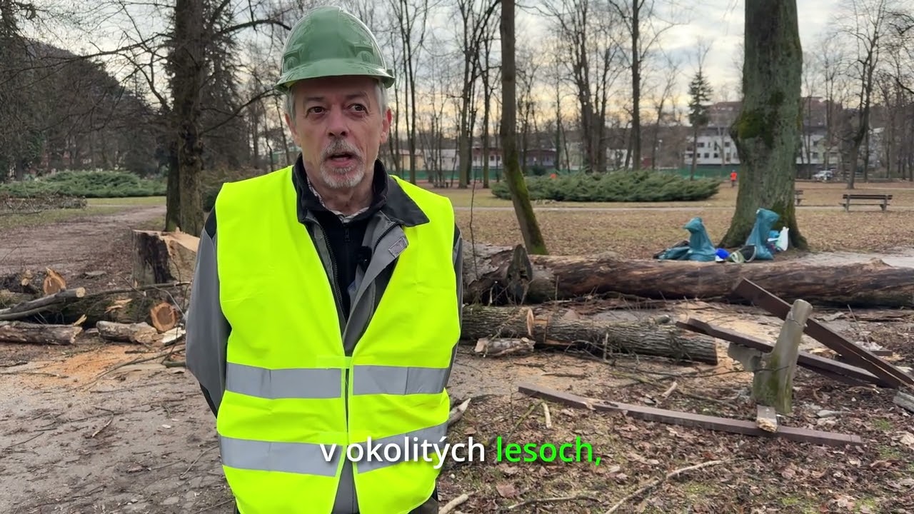 Vyjadrenie entomológa Tomáša Kizeka po výruboch v Mestskom parku