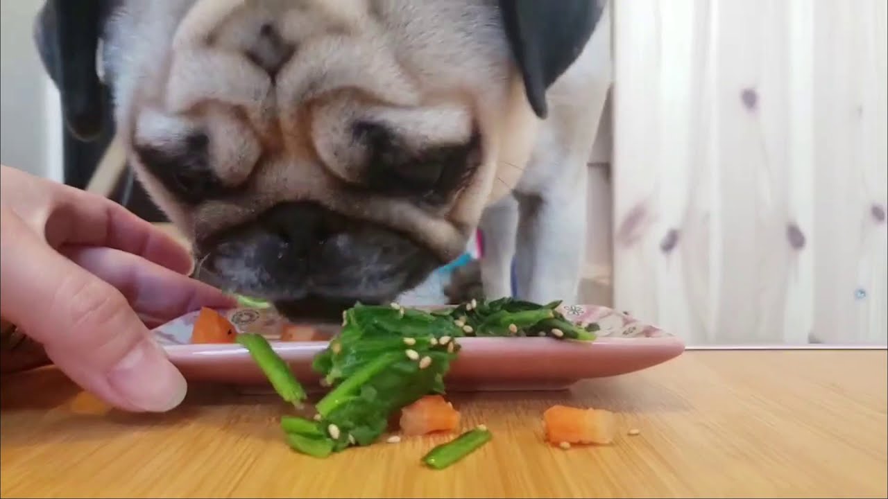 パグ犬にこぱん 犬が喜ぶほうれん草レシピ作ってみたよ 犬用手作りごはん Youtube パグ犬にこぱん 犬が喜ぶほうれん草レシピ作ってみたよ 犬用手作りごはん Youtube