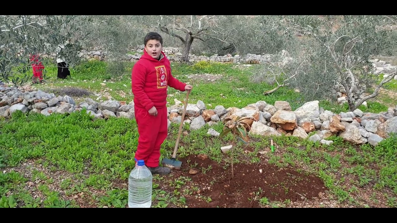 آدم واوس طربيه يزرعون شجرة ازكادنيا...21/2/2023م
