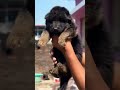 8810623046 German Shepherd puppy booking open healthy active trained pups available contact now fast