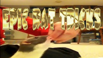 AMAZING EPIC RAT TRICKS!!
