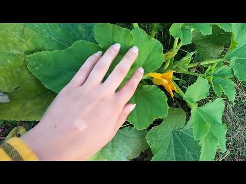 ASMR | Overgrown Garden Tour - October 2020 featuring Zucchini Scratching