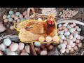Unbelievable Chicken Eggs Harvesting From Farm