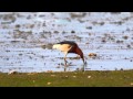 Ch pond heron breed mudskipper db mp gh4 kw 4k 13may 2015