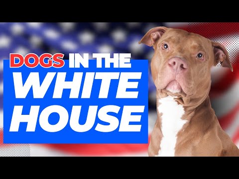 10 Dogs that Lived in the White House (President Dogs) #Dog #Whitehouse - Animal Facts