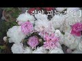 작약 피는 정원 | peony garden | 작약기르는 소소한 팁 | vlog & gardening tip