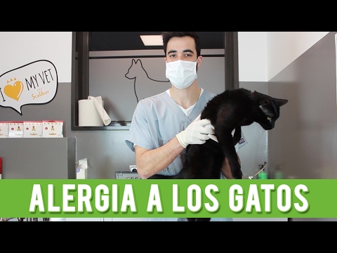 Vídeo: Como Se Manifesta A Alergia A Gatos?