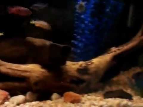 african cichlid tank mates 55 gal African Cichlid Juvenile Mbuna Tank