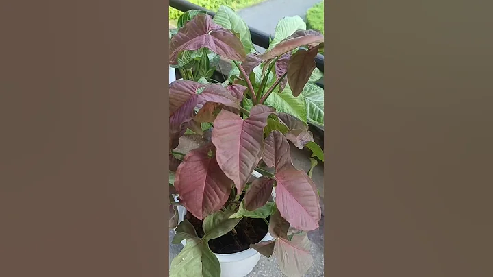 Best indoor plants for home #shorts #ytshorts #indoorplants #plant