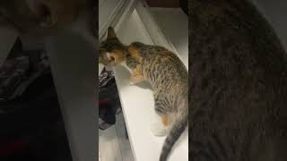Виглядає Назара з відрядження) #cat #котик #киця #еммі