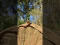 Un papillon culotté ! thumbnail
