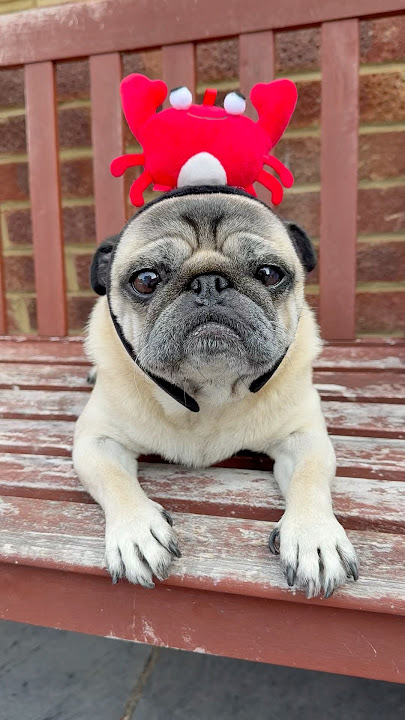 Dog SECRET! 😮 #cutedog #pugdog #dog