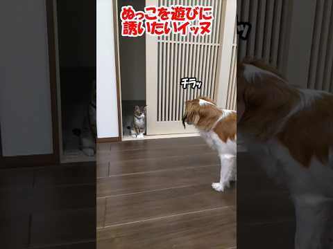 ぬっこを遊びに誘いたいイッヌ【コーイケルホンディエ】【保護猫】