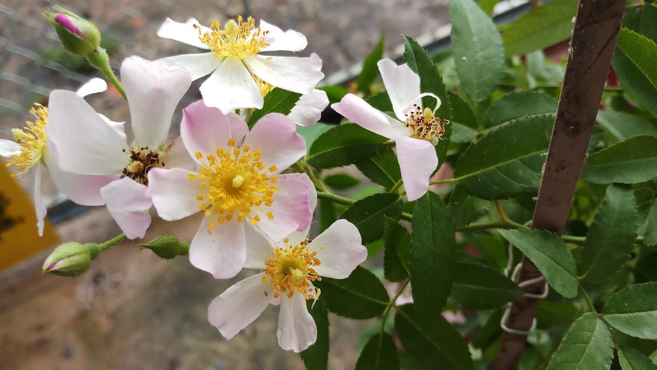 Lyda Rose (United States, 1994) - YouTube