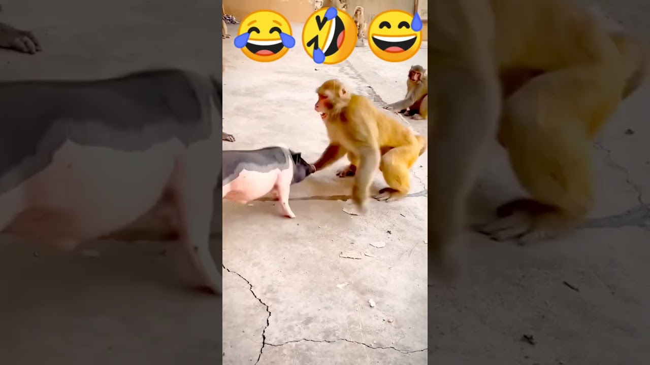 koti to 😂 pandi pilla chitru 🤣😅 Frank