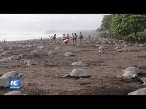 Vídeo: Compartir Arena Con Una Madre Tortuga Marina En Costa Rica