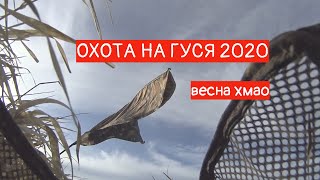 ШОК!!!ОХОТА НА ГУСЯ 2020 ВЕСНОЙ