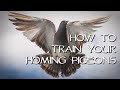 Homing Pigeons - Teach Your Birds Come Home!