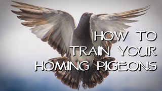 Homing Pigeons  Teach Your Birds Come Home!