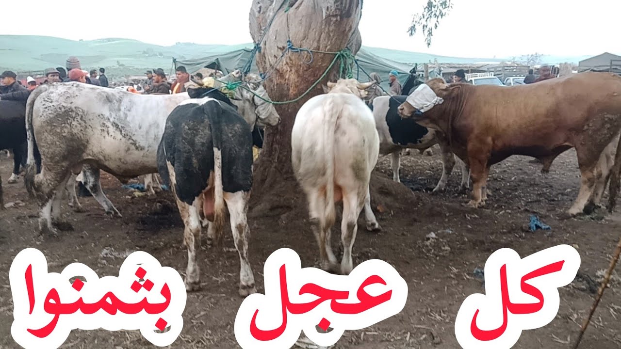مباشرة من سوق الخميس سلا (سهول)🌿 01/04/2021 ♥أثمنة العجول الگزارية🐂 و المليح داير الثمن👍
