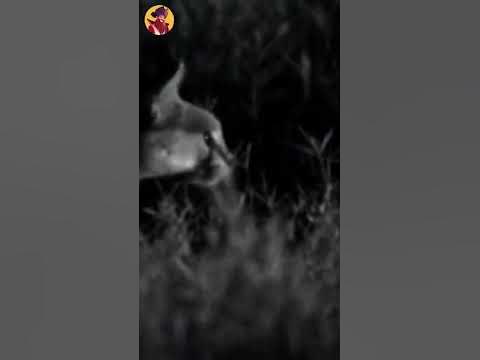 Caracal Attacks Birds #Shorts - YouTube