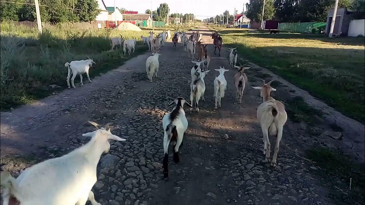 Ростовская коза. Продаются дойные козы. Две козы. Камерунская коза рост. Зааненская козочка.