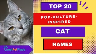 Top 20 PopCultureInspired Cat Names  | Creative Pet Naming Ideas