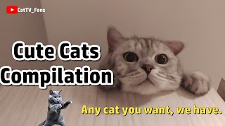 Cute Cat MomentsCute Cats CompilationPopular Cat Videos❤Best CompilationEp01