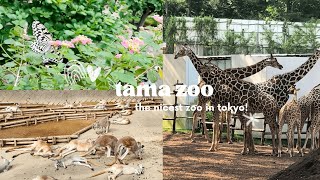 Tama Zoo | Come with me to the nicest zoo in Tokyo!