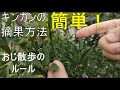 金柑の花の終わりと大きい実を収穫する為の金柑の摘果【摘果方法】【摘果意味】2022年7月23日9月10日