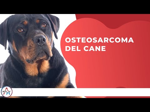 Video: Segni di Osteosarcoma (Bone Cancer) in Cani