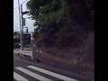 S 0699 信号待ちをする カラス adj #shorts