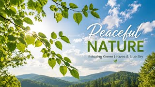 Relaxing Nature | Swaying Green Leaves & Blue Sky | Peaceful 4K