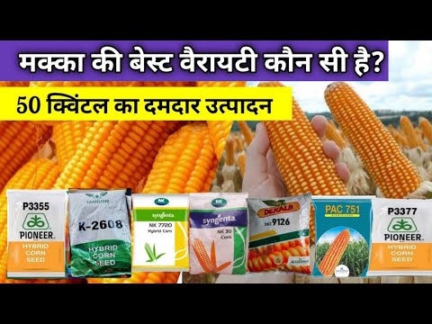 मक्का बीज की बेस्ट वैरायटी । Best maize seeds