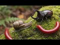 Millipede, Snail &amp; Rhino Beetle Coexistence! Rare Wildlife Footage #millipede  #MillipedeEncounter