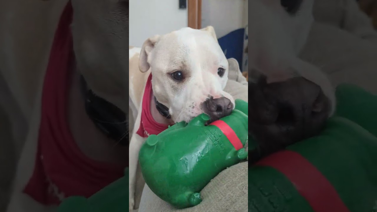 Most annoying dog toy ever! Pitbull loves it 