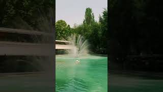 Beautiful Yerevan #armenia #swan #lake #youtubeshorts #shorts