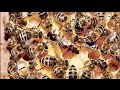 حقائق علمية حول ابداعات النحل || dr ali mansour kayali | partie  2