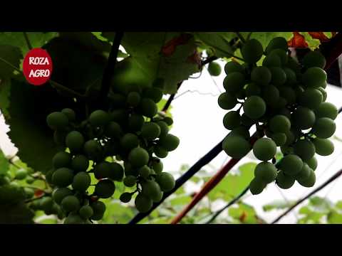 বাংলার মাটিতে আঙ্গুর ফলের চাষ, The cultivation of grapes in Bengal soil