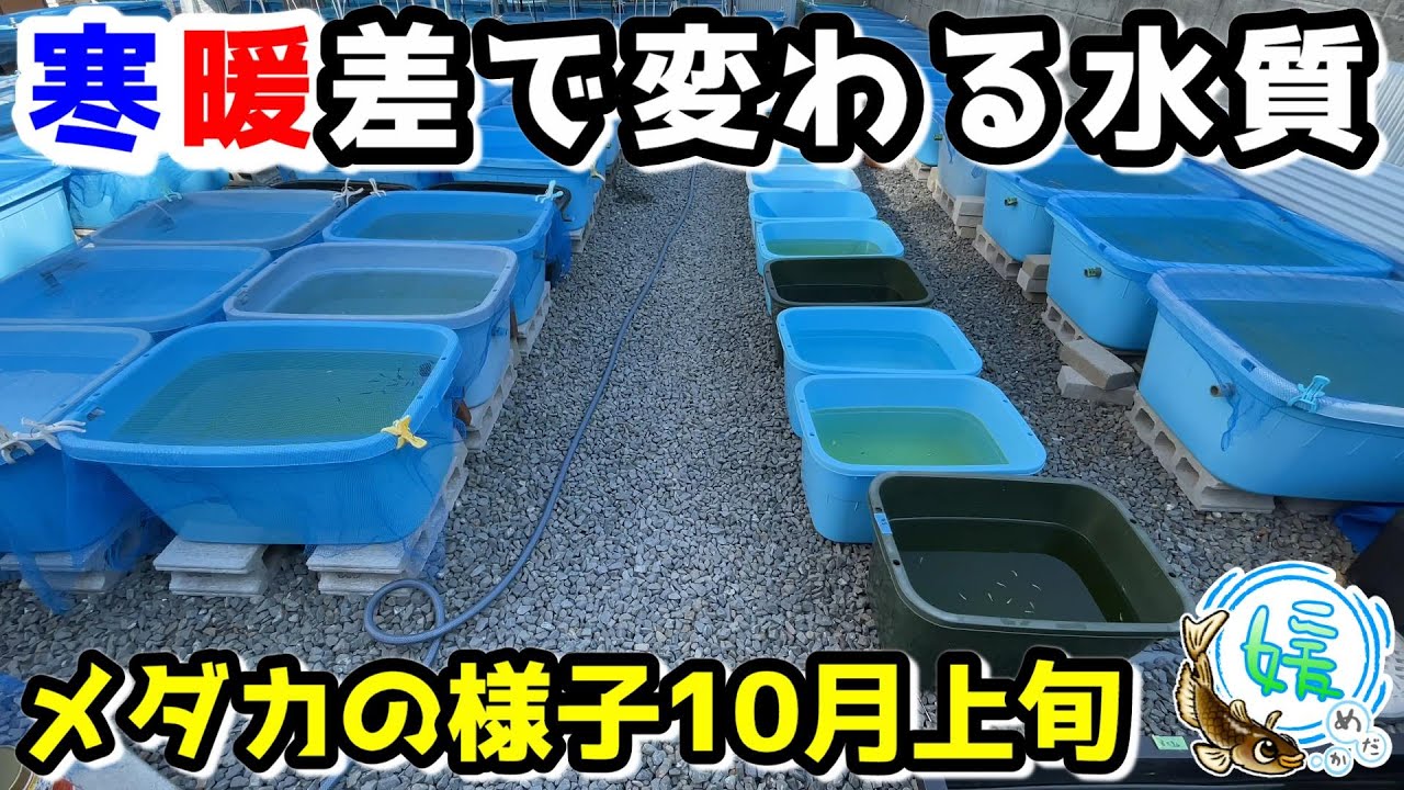 メダカの様子 10月上旬 寒暖差で注意しておきたいこと 水温の乱高下で変わる水質 媛めだか 秋のメダカ飼育 Youtube