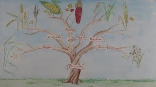 Botanical classification (ABC)