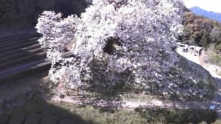 The 100 Year-Old cherry blossom tree in Urishino City, Japan/Amazing Japan