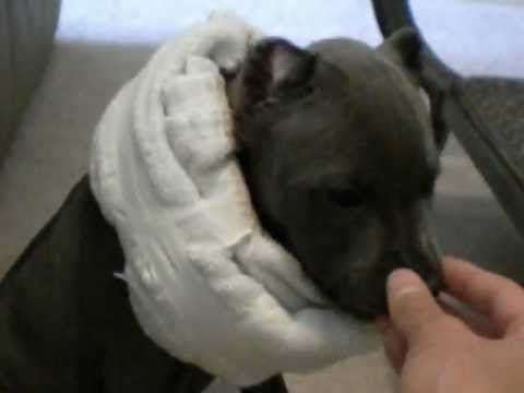 Pitbull ear cropping - YouTube Pitbull ear cropping - YouTube