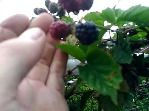 Ежевика без шипов.Ягода крупная. - YouTube