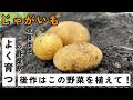 【じゃがいも】後作におすすめの野菜について　この野菜を育てるとよく育ちます