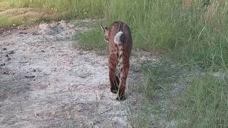Bobcat Strolling