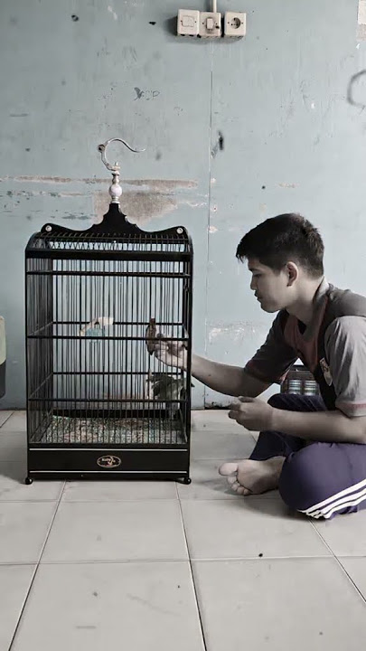 The Moment the Bird Escaped! I Never Expected It 😱🐦 #BirdReleased #SurprisingMoment #KicauMania #...